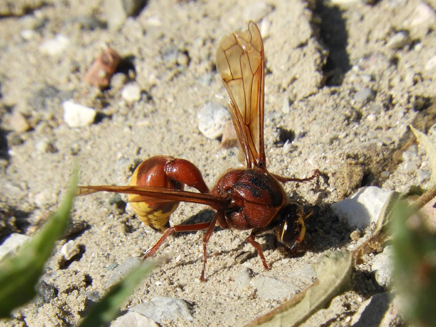 Vespidae Eumeninae: Delta unguiculatum? S !